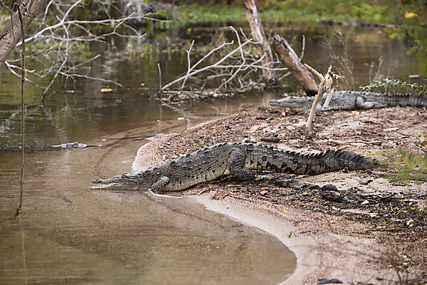American Crocodile at Saltlake Lago Enriquillo