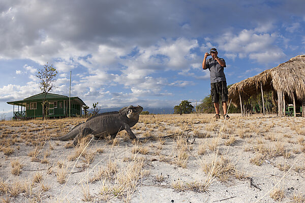 Rhinoceros Iguana at Isla Cabritos National Park