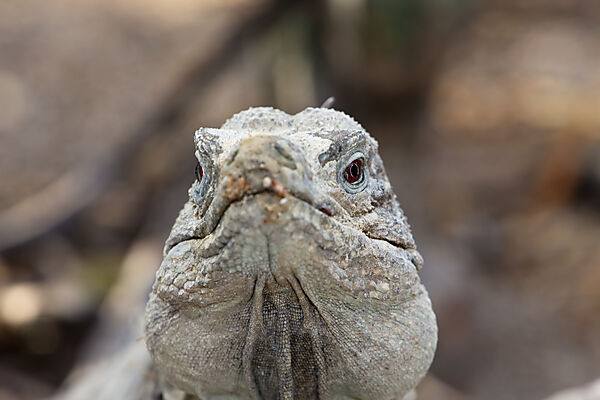 Hispaniolan Ground Iguana