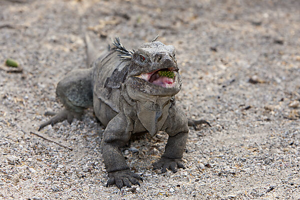 Hispaniolan Ground Iguana
