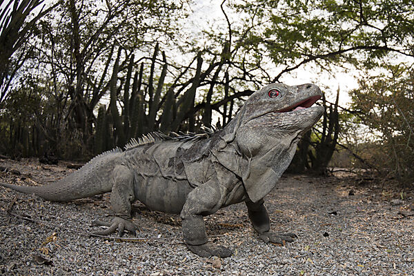 Hispaniolan Ground Iguana