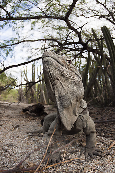 Hispaniolan Ground Iguana