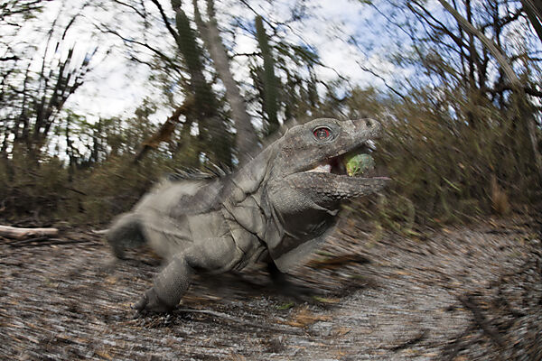 Hispaniolan Ground Iguana