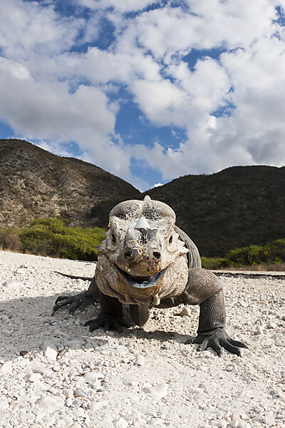 Rhinoceros Iguana