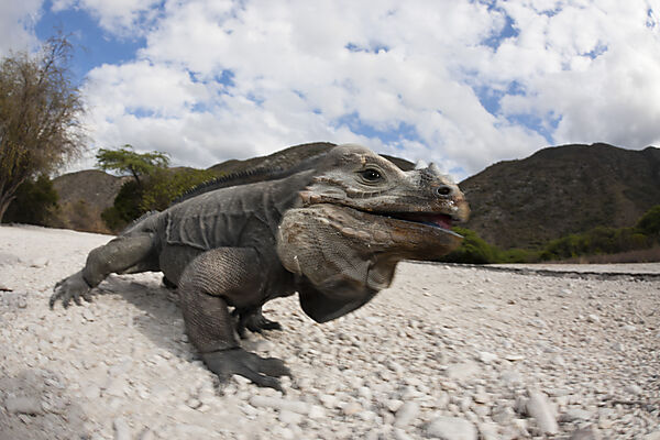 Rhinoceros Iguana
