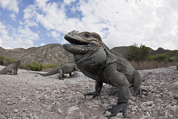 Rhinoceros Iguana