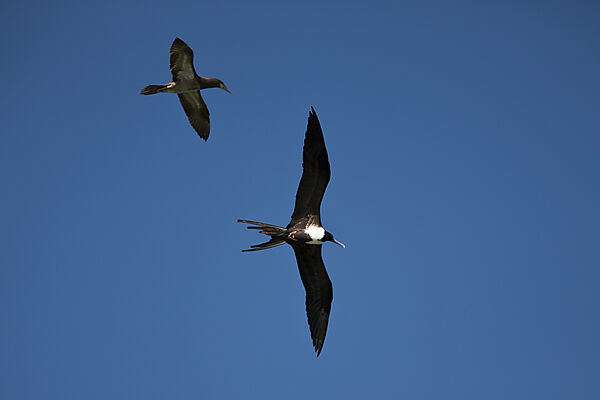 Female Magnificent Frigatebird in Flight