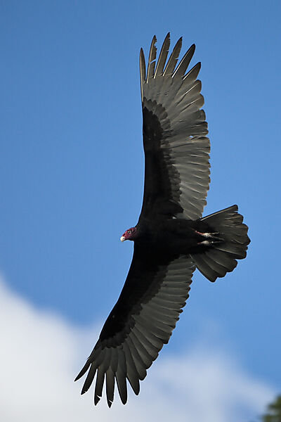 Turkey Vulture in Flight