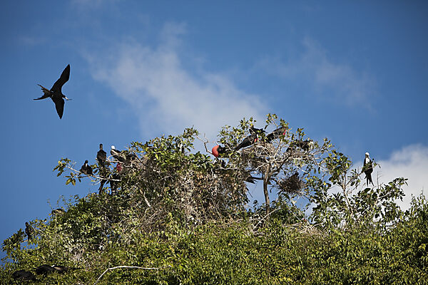 Magnificent Frigatebirds on Bird Island La Cacata