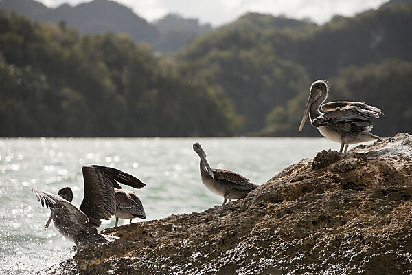 Pelicano resting on Rocks