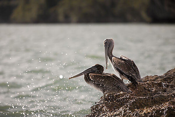 Pelicano resting on Rocks