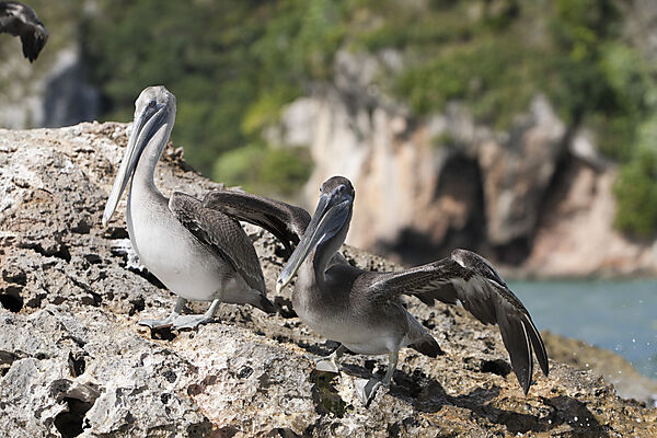 Pelicano resting on Rocks