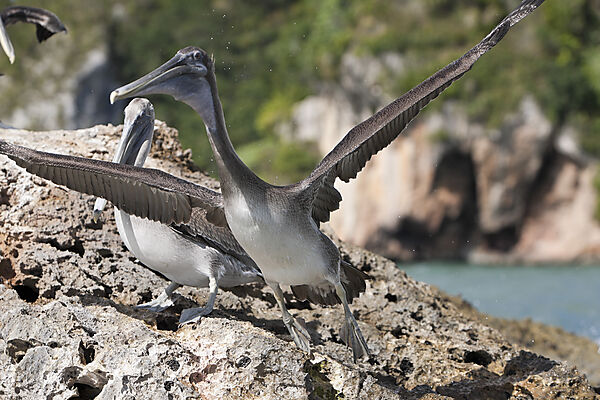 Pelicano resting on Rocks