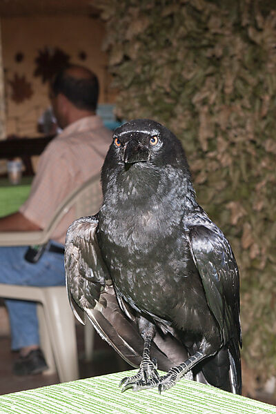 Crow pilfers in popular restaurant