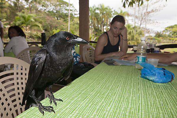 Crow pilfers in popular restaurant