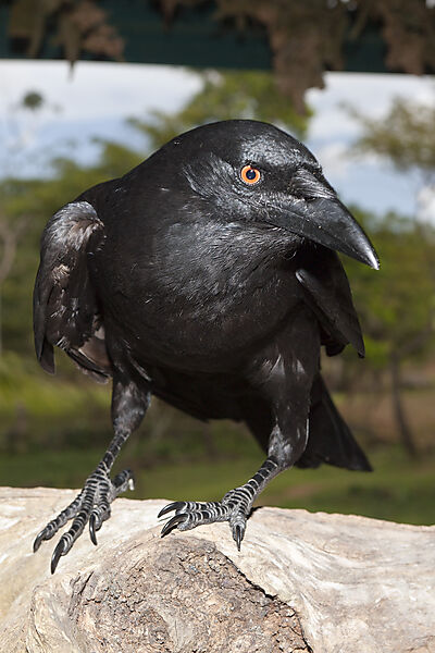 Crow pilfers in popular restaurant