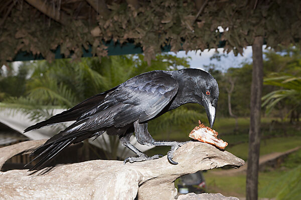 Crow pilfers in popular restaurant