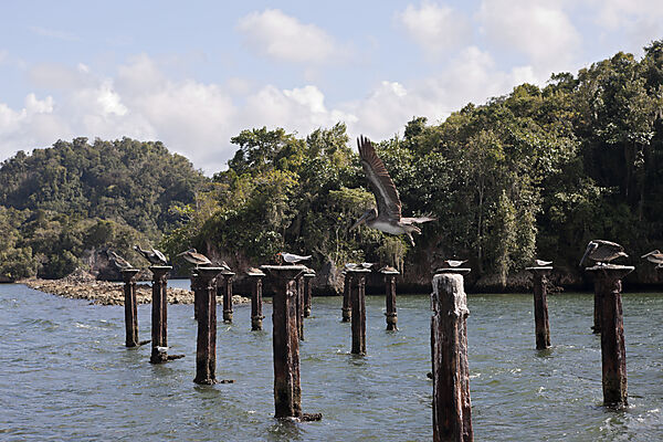 Terns and Pelicanos resting on relicts of old dock