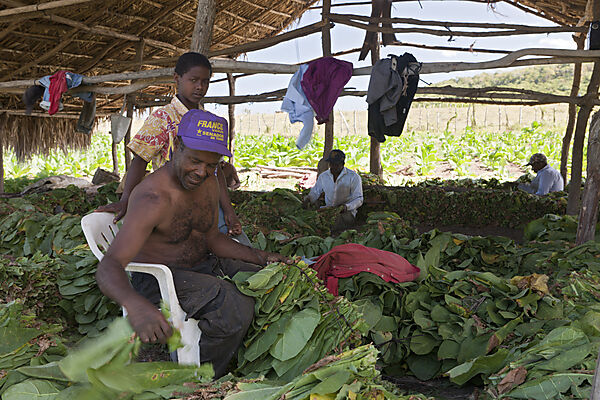Workers of small Tabacco Plantation