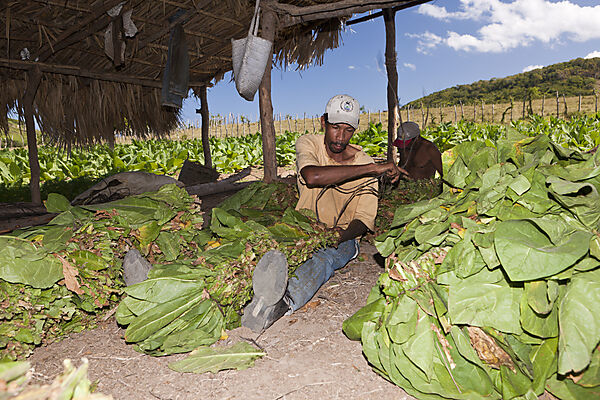 Workers of small Tabacco Plantation