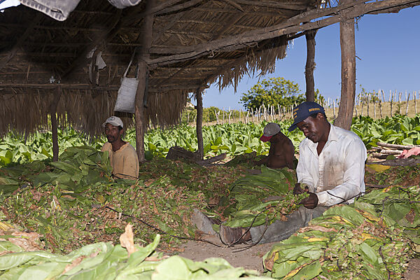 Workers of small Tabacco Plantation
