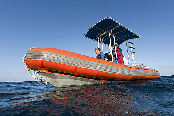 Whale watching Tour