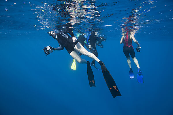 Schnorcheln bei Whale watching