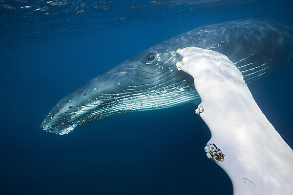 Humpback Whale