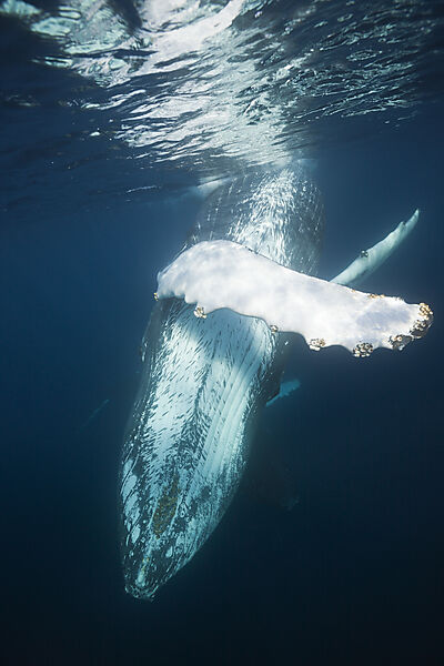 Humpback Whale