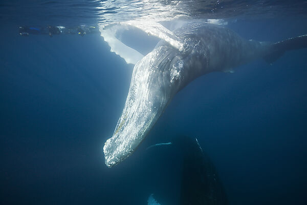 Snorkeler and Humpback Whale