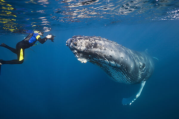 Snorkeler and Humpback Whale