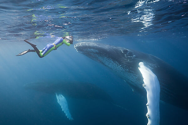 Snorkeler and Humpback Whale
