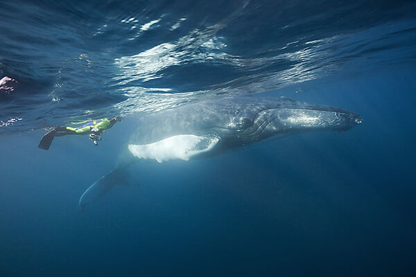 Snorkeler and Humpback Whale