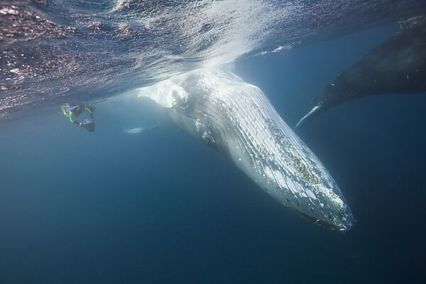 Snorkeler and Humpback Whale