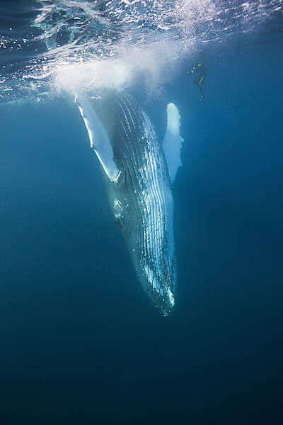 Humpback Whale