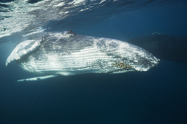 Humpback Whale