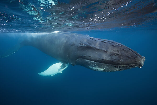 Humpback Whale