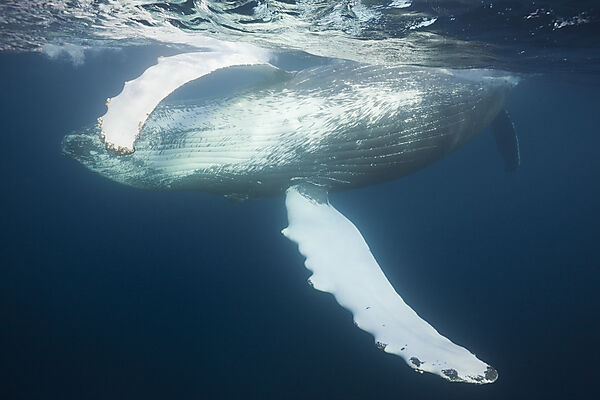 Humpback Whale