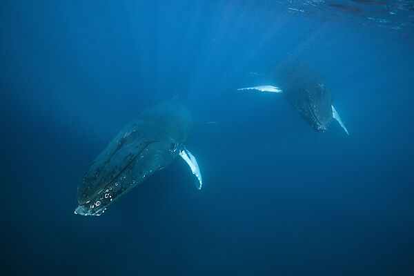 Humpback Whale