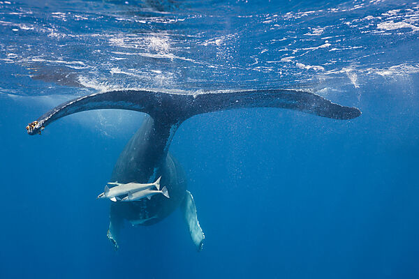 Humpback Whale Tail