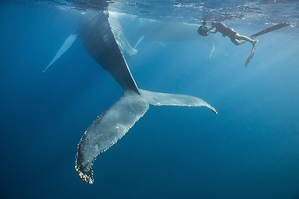 Snorkeler and Humpback Whale