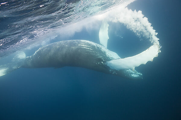 Humpback Whale