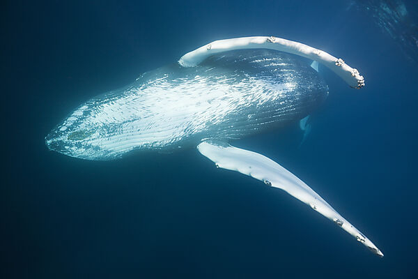 Humpback Whale
