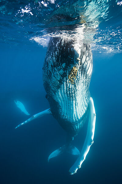 Humpback Whale