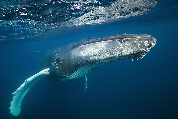 Humpback Whale