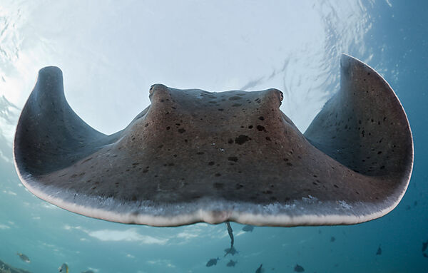 Blackspotted Stingray