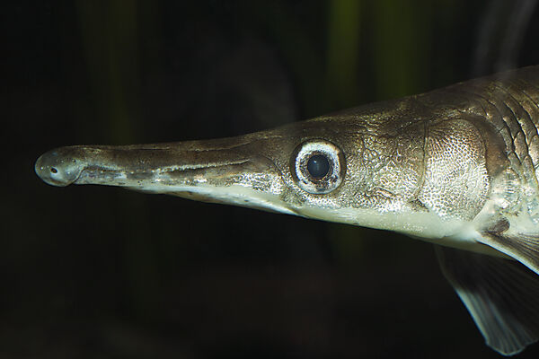 Gefleckter Knochenhecht, Kaimanfisch