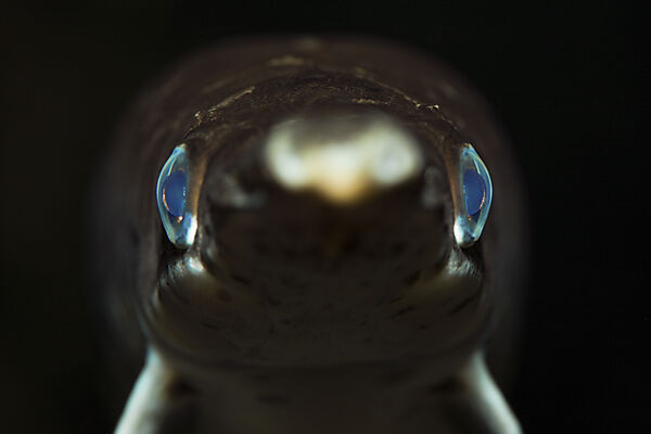 Gefleckter Knochenhecht, Kaimanfisch