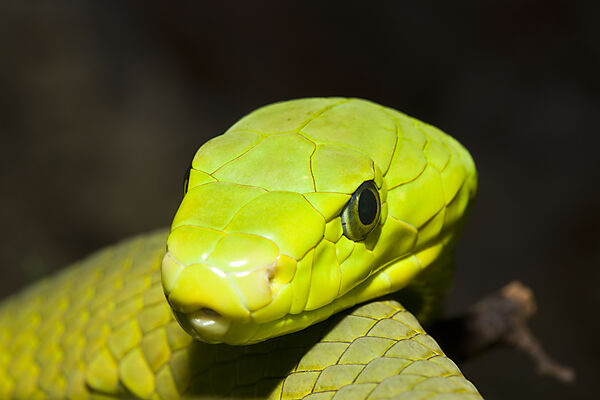 Eastern Green Mamba