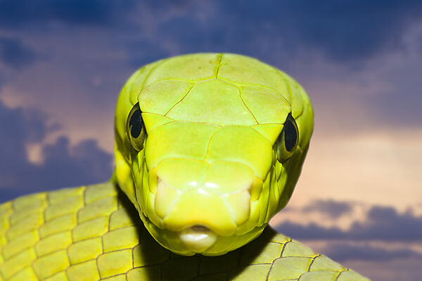 Eastern Green Mamba